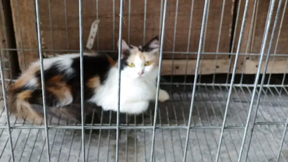 Borongan kucing persia