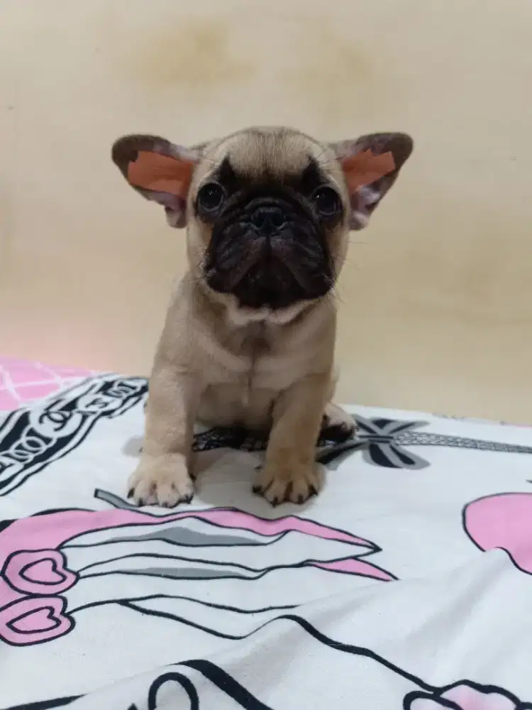 Jual French Bulldog Betina Bloodline Import