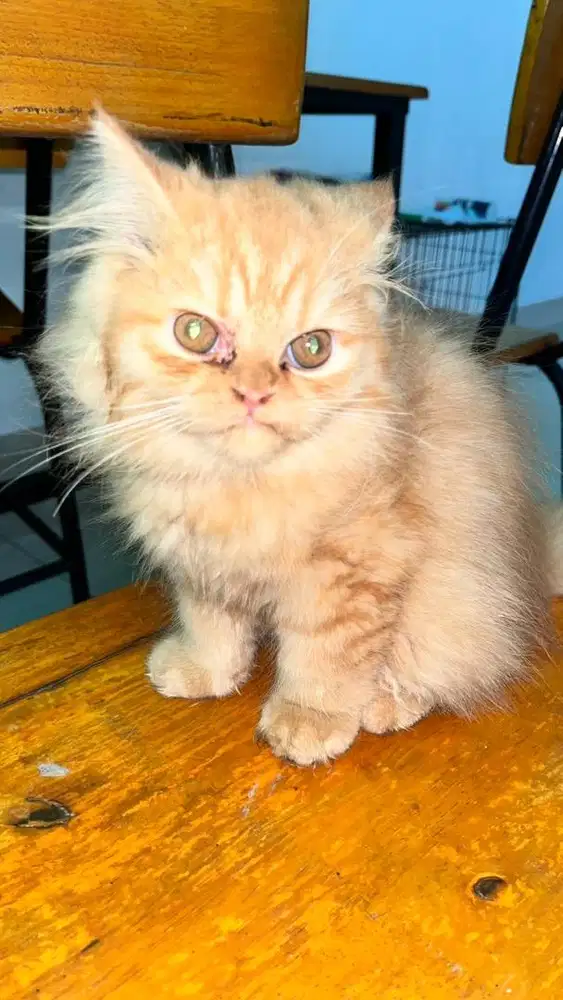Kucing persia betina