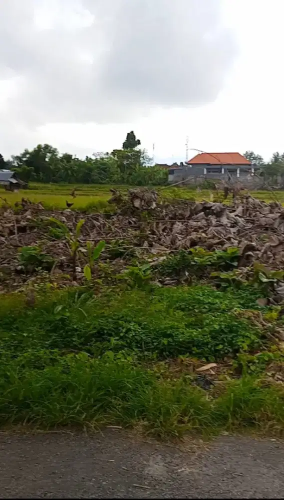 Tanah kavling siap bangun di panji singaraja luasan 1are