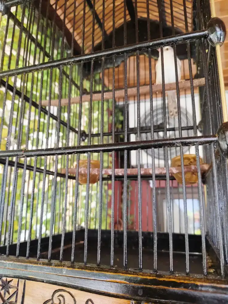 Burung ciwah gacor panjang
