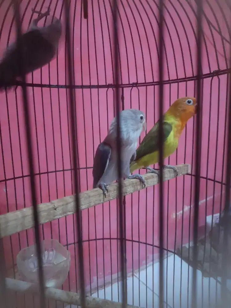 Lovebird Paud sepegaran