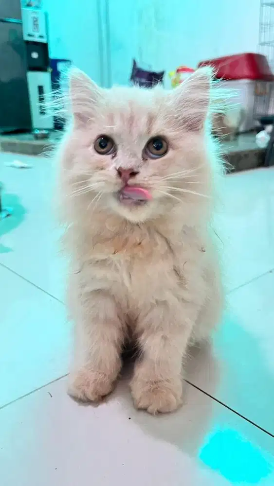 Kucing persia jantan