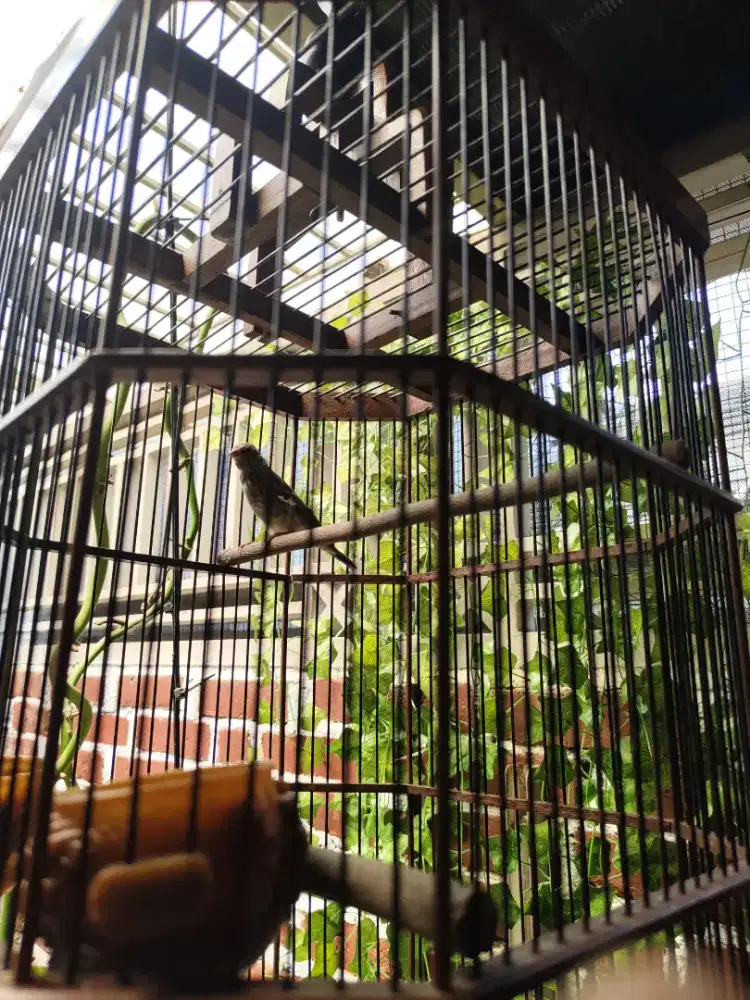 Blacksrot maju ka gacor