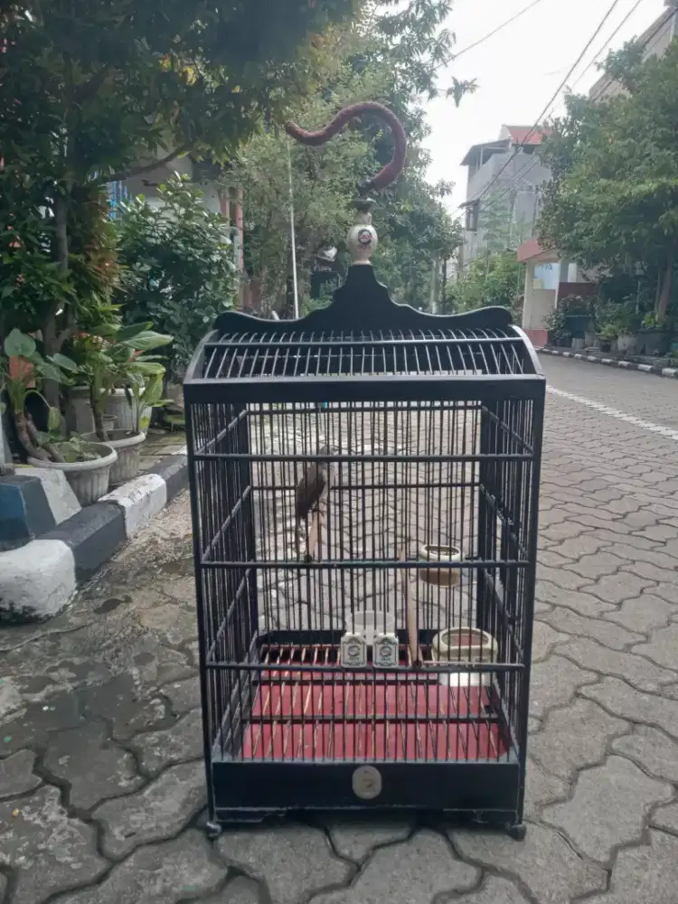 Burung trucukan ples kurungan full set