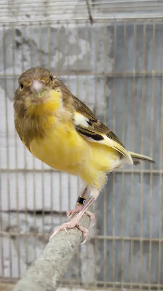 Burung kenari F1ys anak/paud jantan