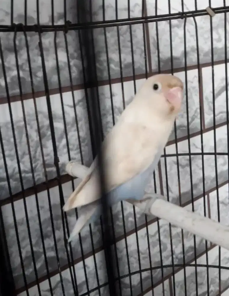 Lovebird Jantan Pastel Violet PasVio