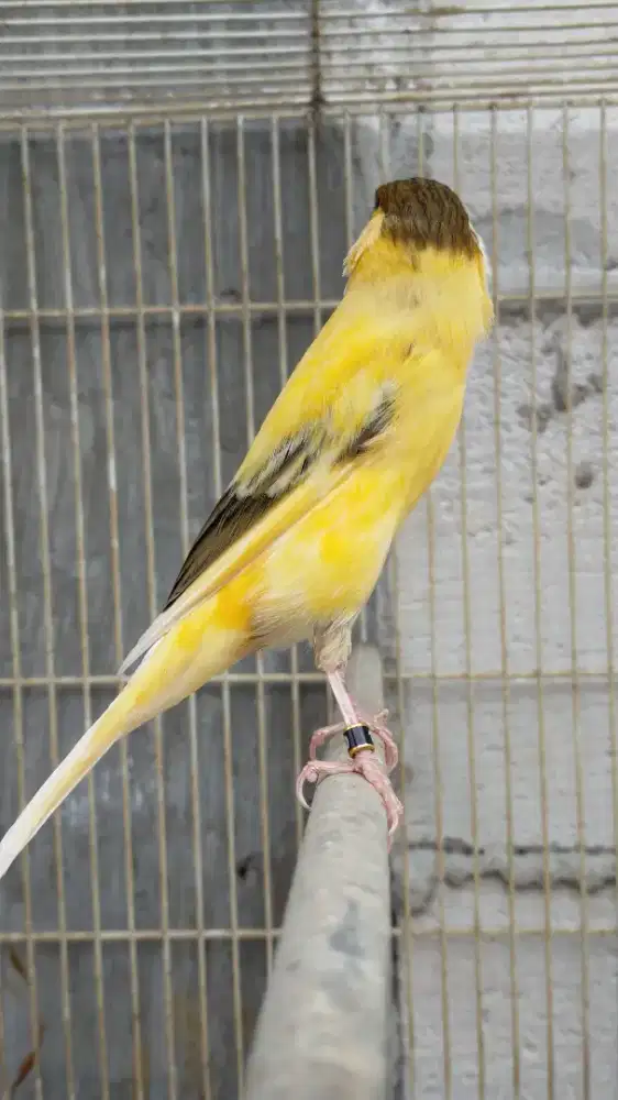 Burung kenari F1ys anak/paud jantan