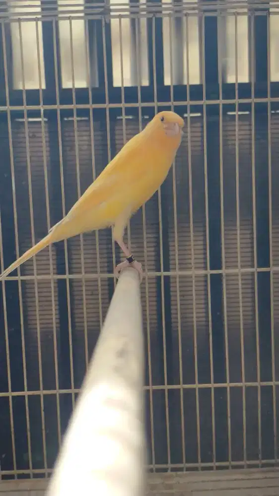 Burung kenari F1ys anak/paud jantan