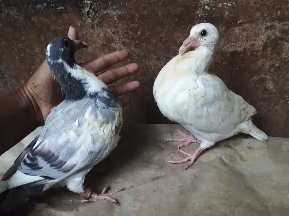 Anak merpati pos trah juara satu jarak jauh