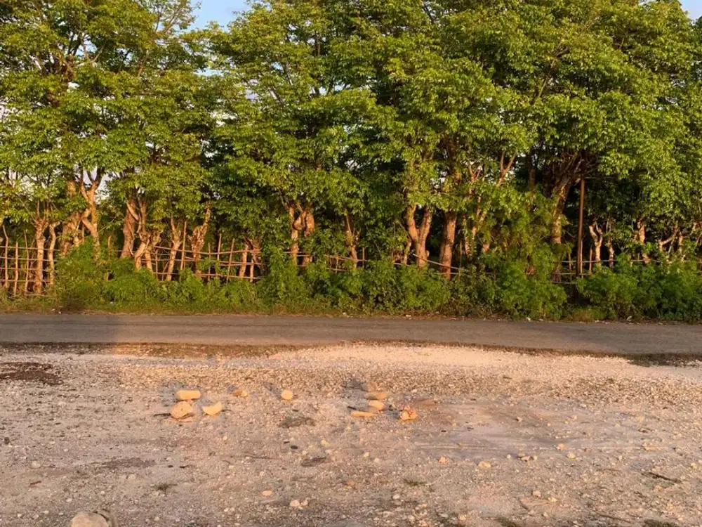 Dijual Tanah Lokasi Strategis Dekat Jalan Utama Cocok Untuk Usaha Di Kupang Barat