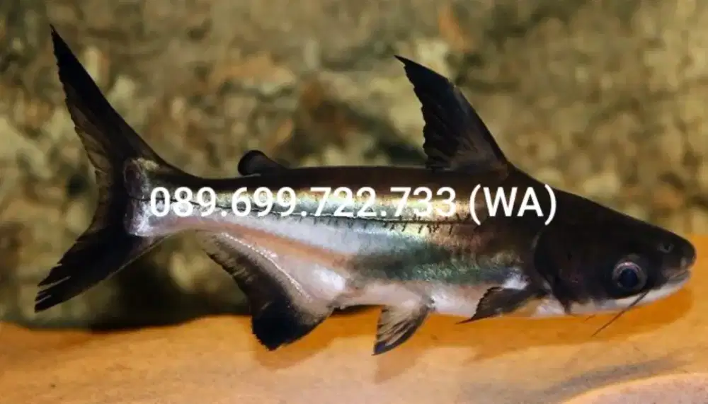 Cari ikan Genghis Khan ukuran besar