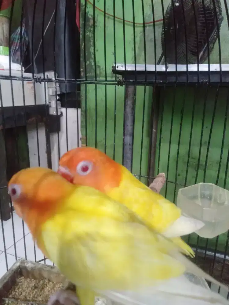 Lovebird biola lotino mata merah usia 3 bulan