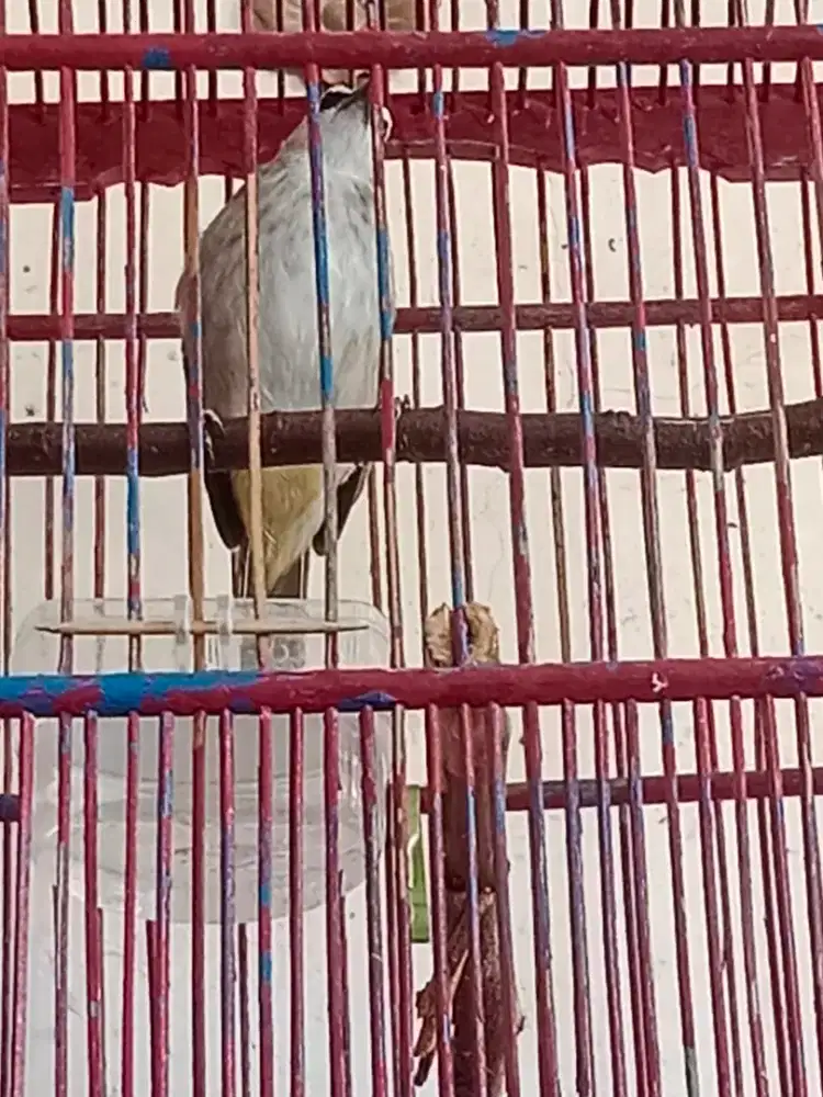 Jual burung CI & trucuk sdh bunyi semua