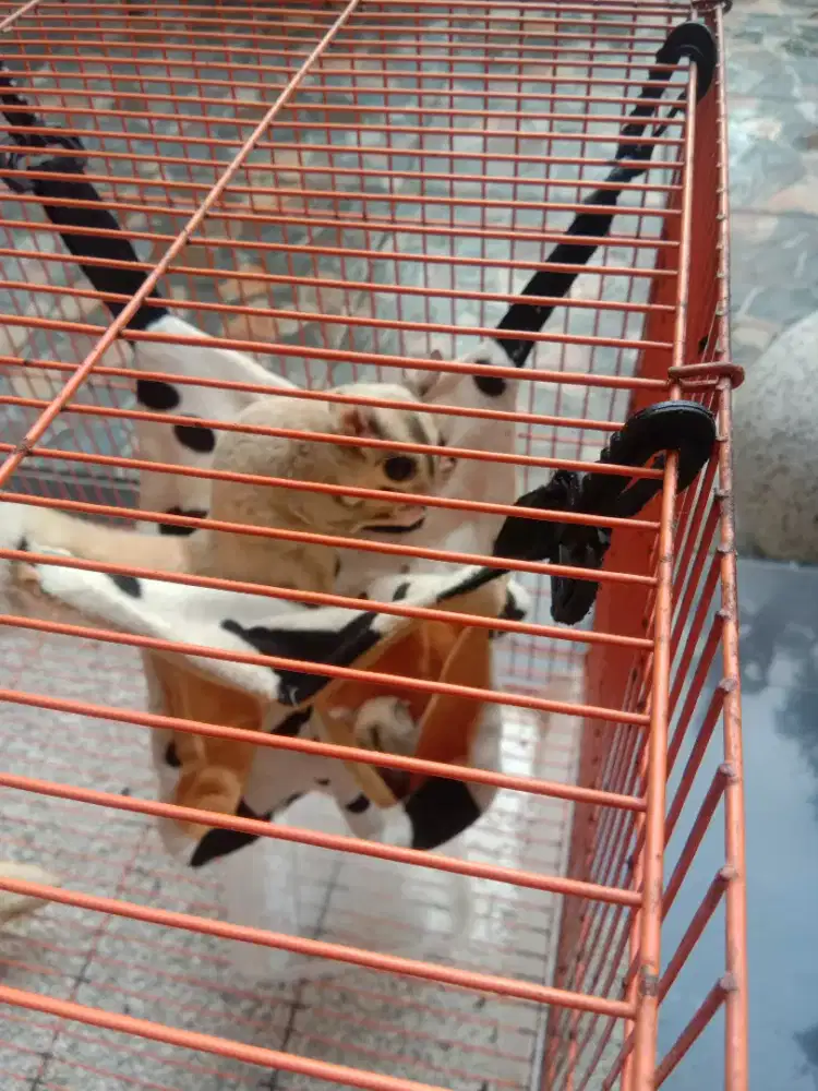 Sugar glider sepasang bawa 1 anak