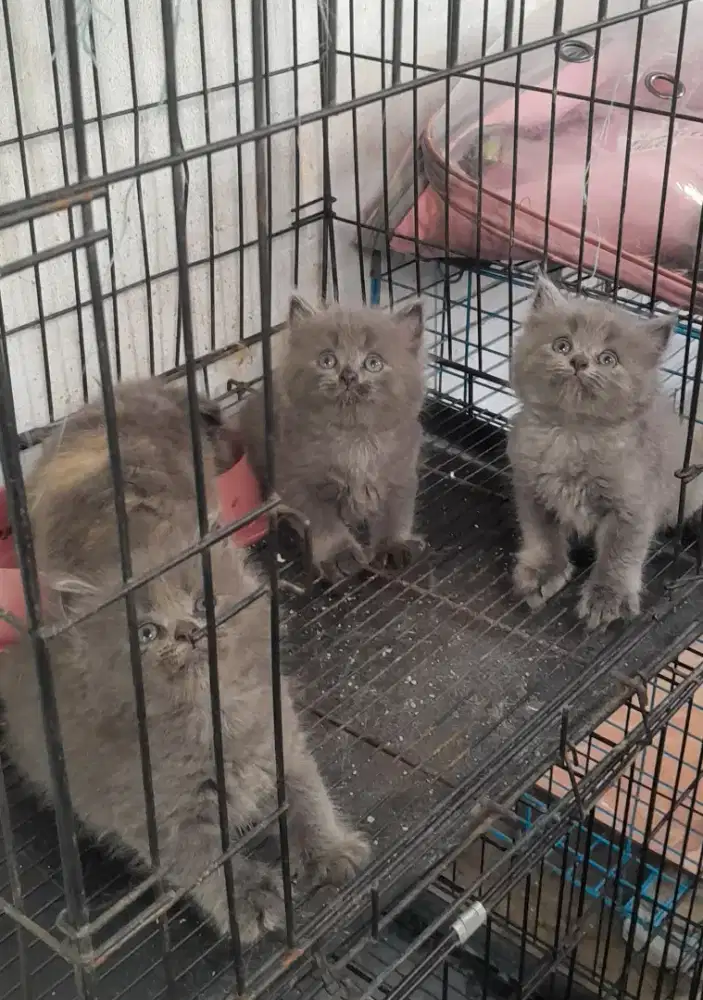 Kitten bobtail (ekor pendek ) mahar untuk 1 kitten