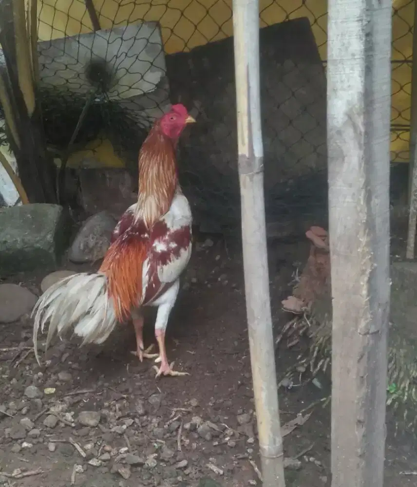 Ayam Bangkok Usia 8 Bulan