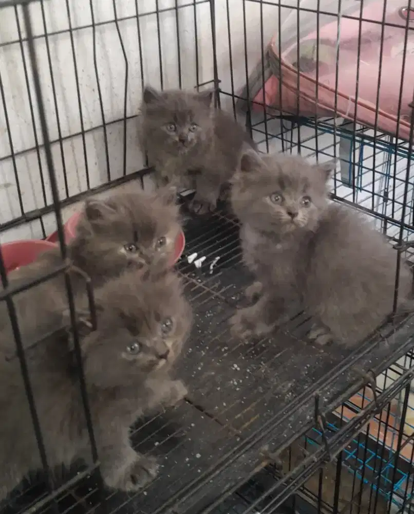 Kitten Bobtail (ekor pendek ) mahar untuk 1 kitten