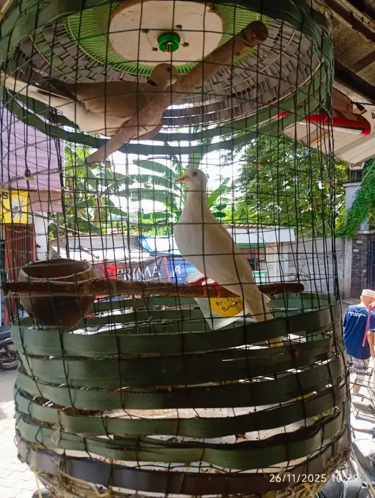 Kuter 4 ekor + kandang 250 rb lokasi ceger pondok aren