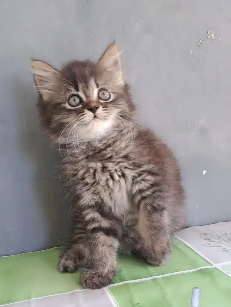 Anak kucing anggora/kitten persia betina/kucing persia betina