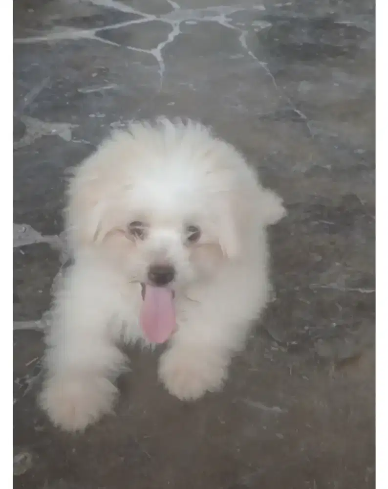 Anak anjing / Puppy MALTIPO