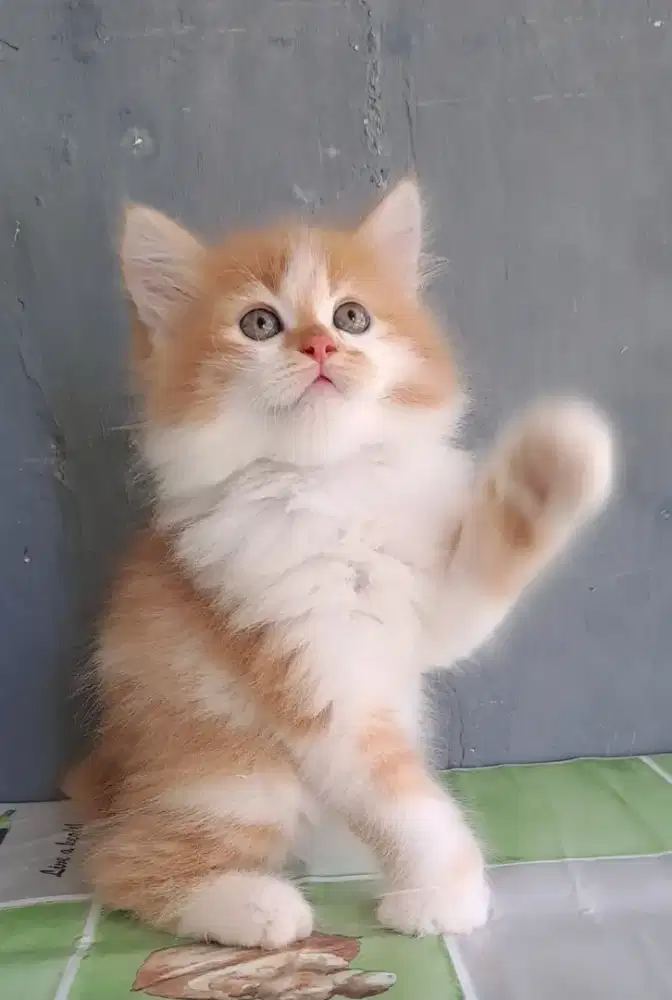 Anak kucing anggora/kitten.persia jantan/kucing persia jantan