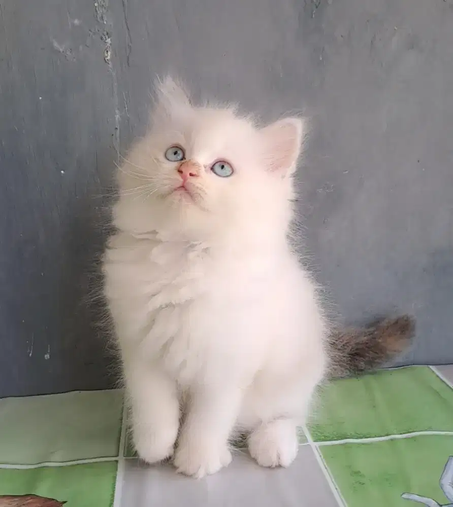 Kucing ragdol  betina/kitten persia flatnose/anakan kucing anggora