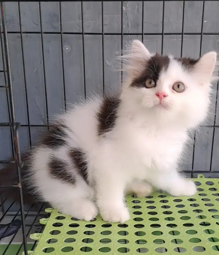 Anak kucing anggora/kitten persia jantan/kucing persia jantan