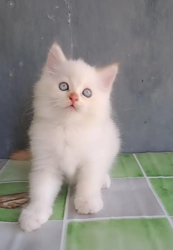Anak kucing anggora/kitten flatnose jantan/kucing persia jantan