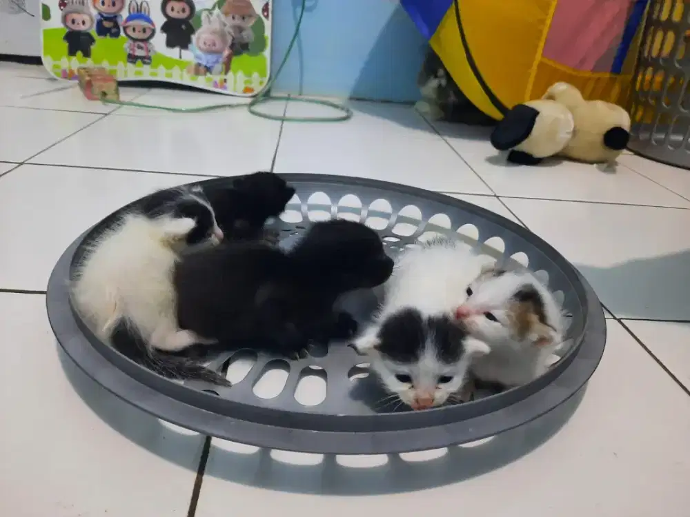 Kitten persian bulu kapas