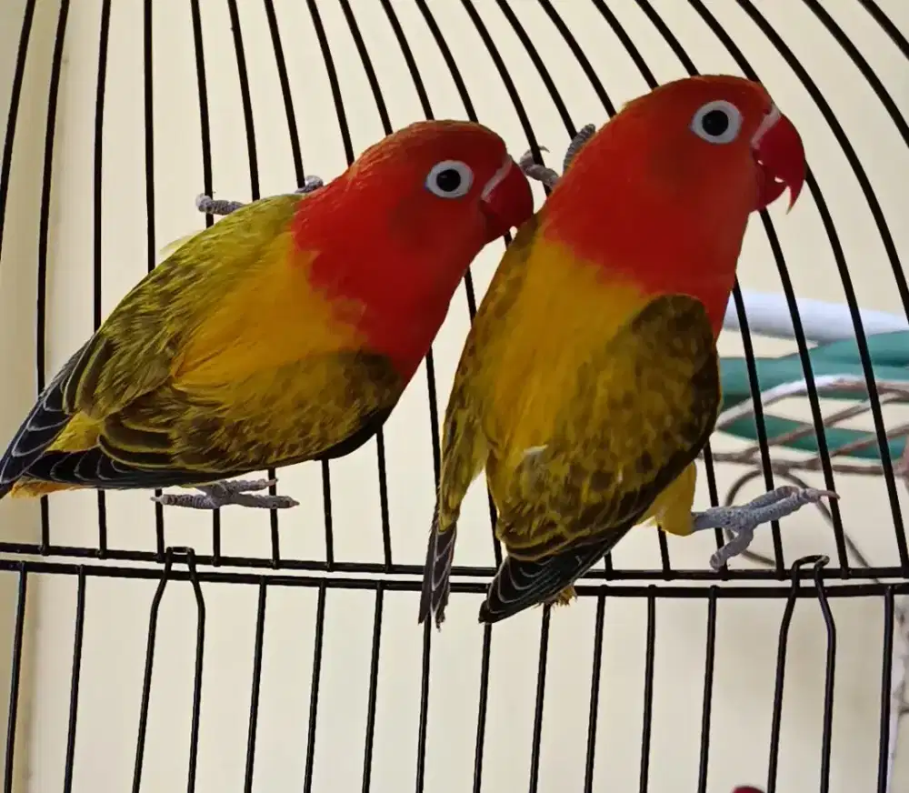 Lovebird Biola Euwing Gold