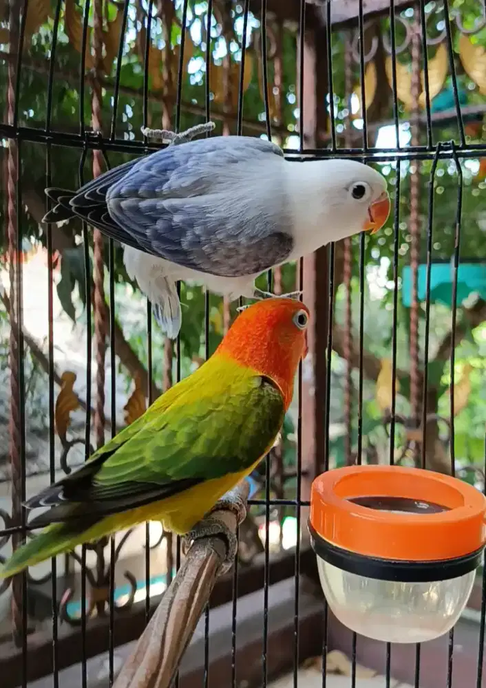 Lovebird Biola Cantik