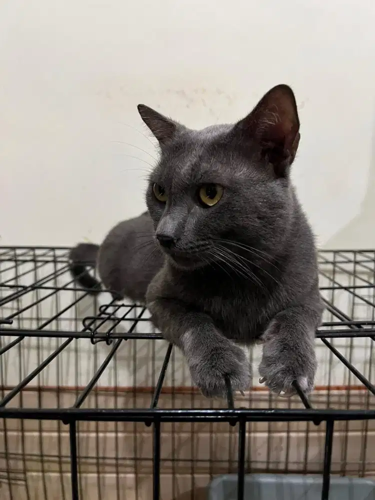 Kucing Jantan abu-abu mix