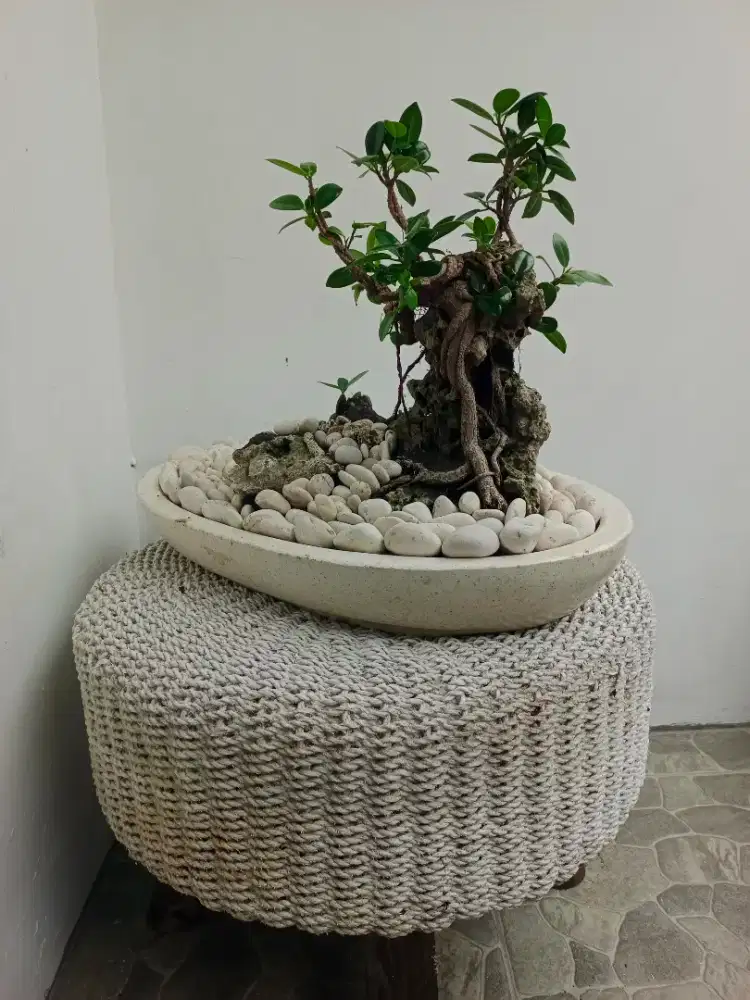 bonsai beringin dollar Korea