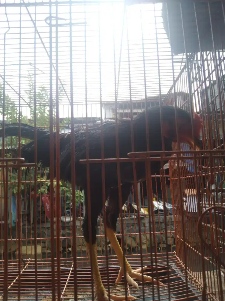 Janggaran Birma umur 5 bulan