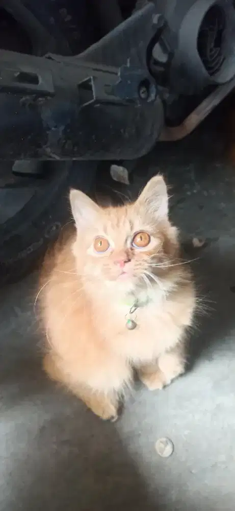 Lepas adopsi kucing Persia x BSH (foto induknya diakhir)