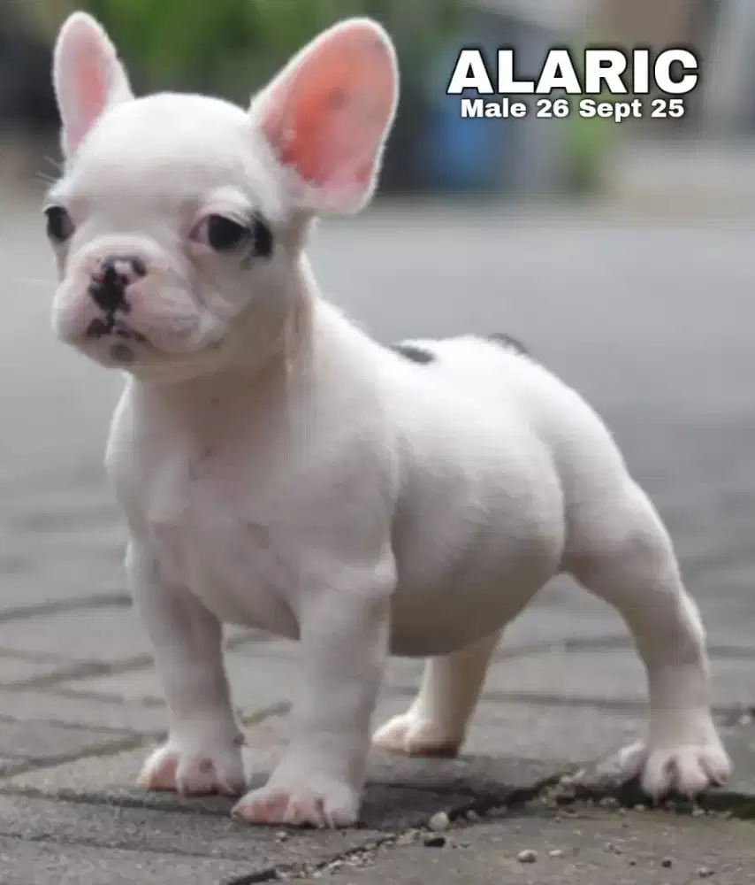 French bulldog jantan •ALARIC•