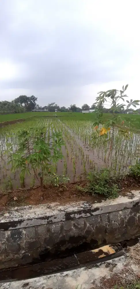 Sawah di jual, sawah produktif dipinggir jalan