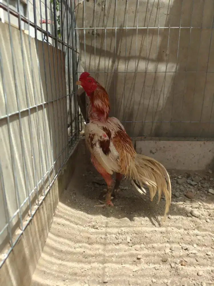 Ayam Bangkok Classic 4x win Siap Konser