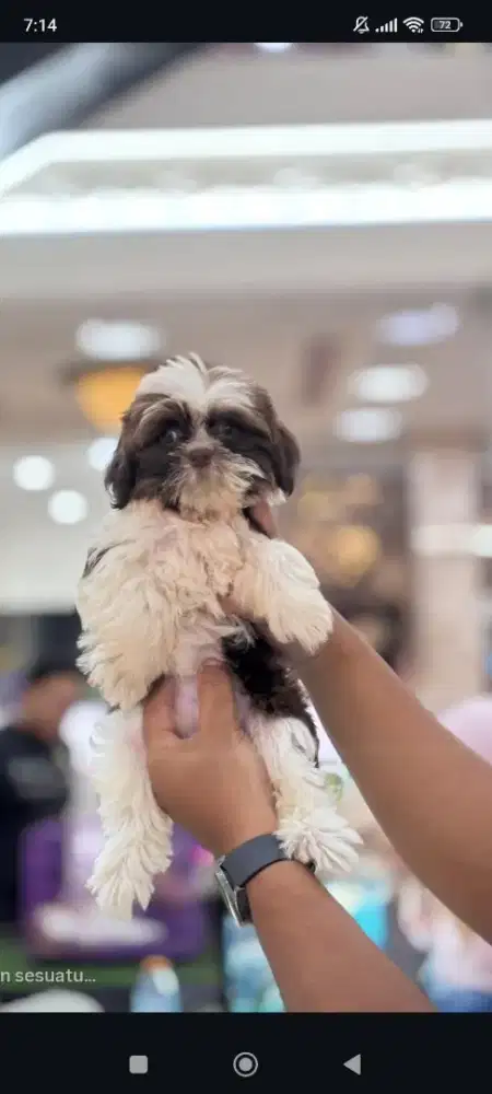 Anak Anjing Shihtzu