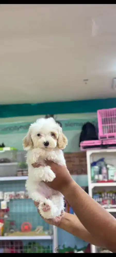 Anak Anjing Poodle