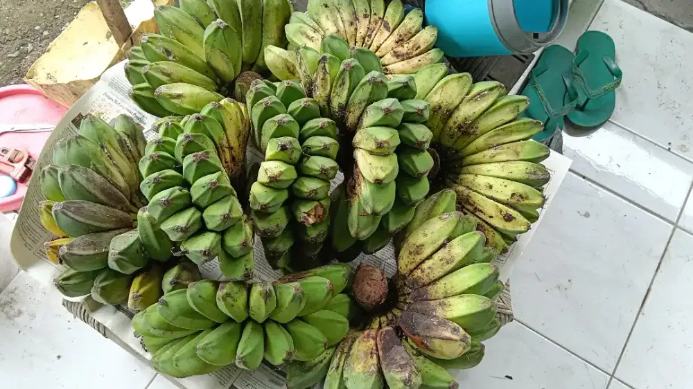 Pisang Kepok Putih
