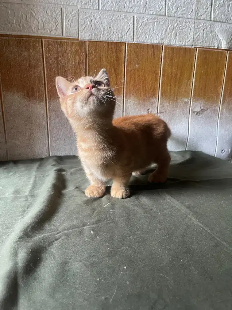 Kucing Munchkin Betina