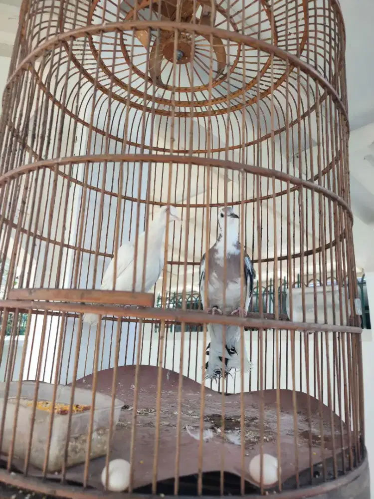 Tekukur kuk 3 & kuk 2