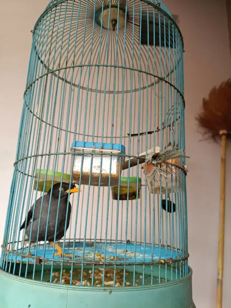 Jalak kebo dah gacor