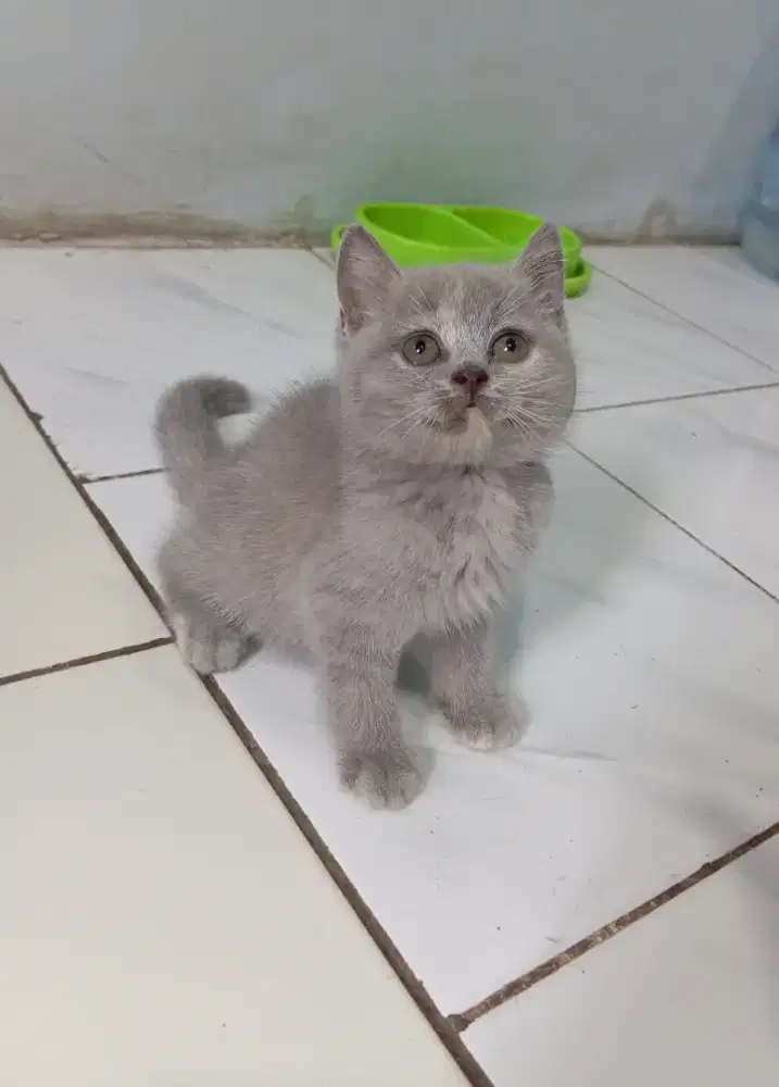 BRITISH SHORTHAIR/BSH