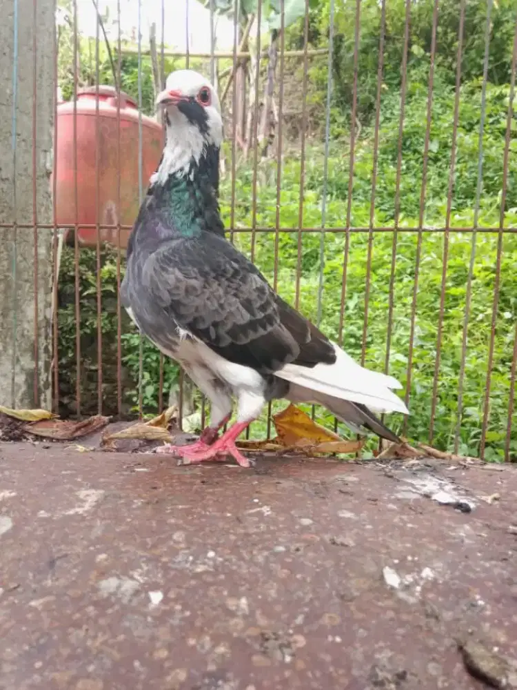 Merpati betina plontang super big