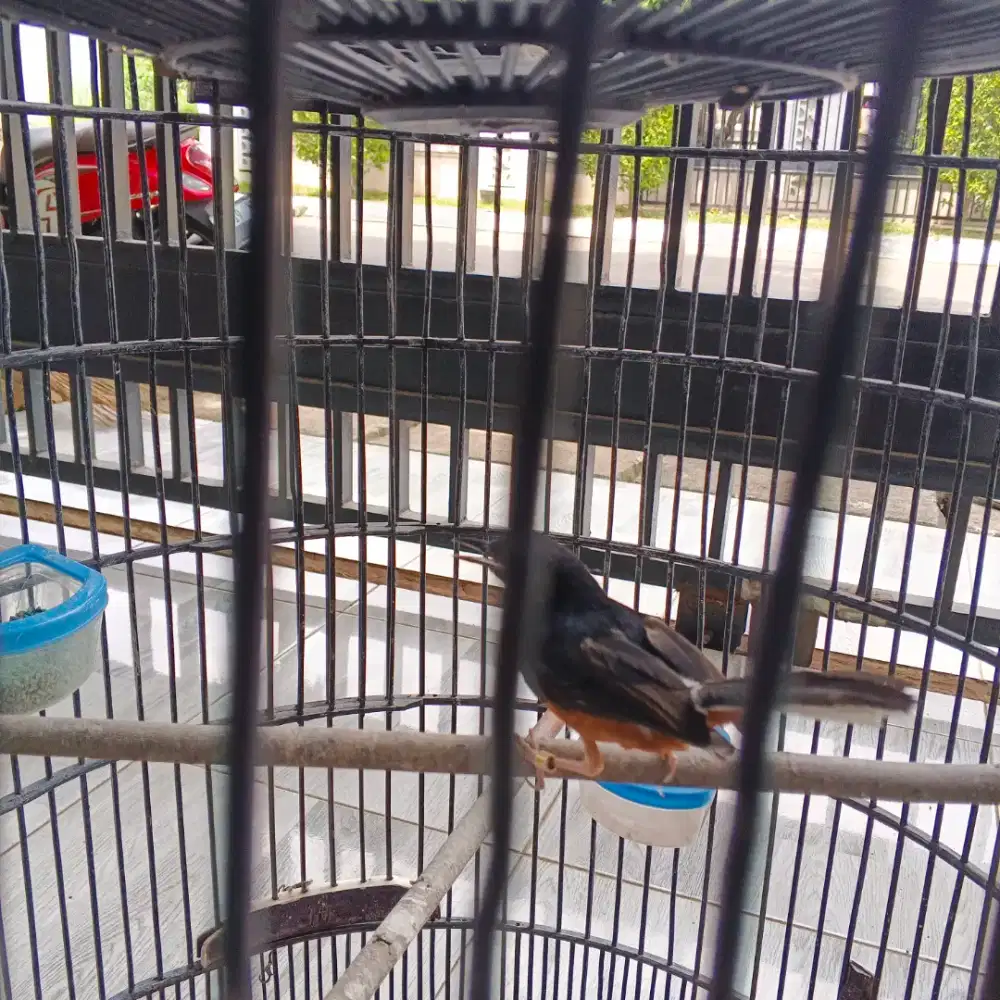 Murai Lampung trotol pejantan 4-5bln nego