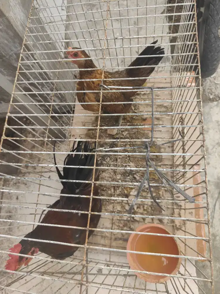 Ayam serama sepasang