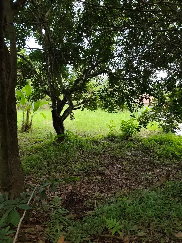 Jual cepat tanah kebun 2200 , gelam serang kota banten